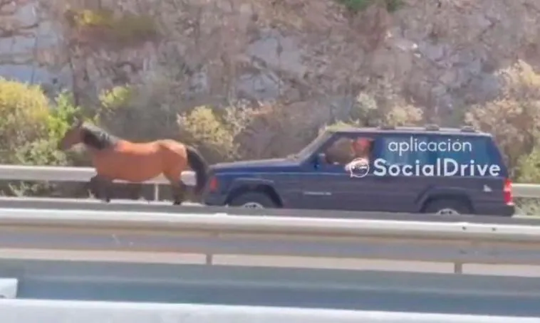Un caballo suelto siembra la alarma en la autovía A-66 en Puerto de Béjar