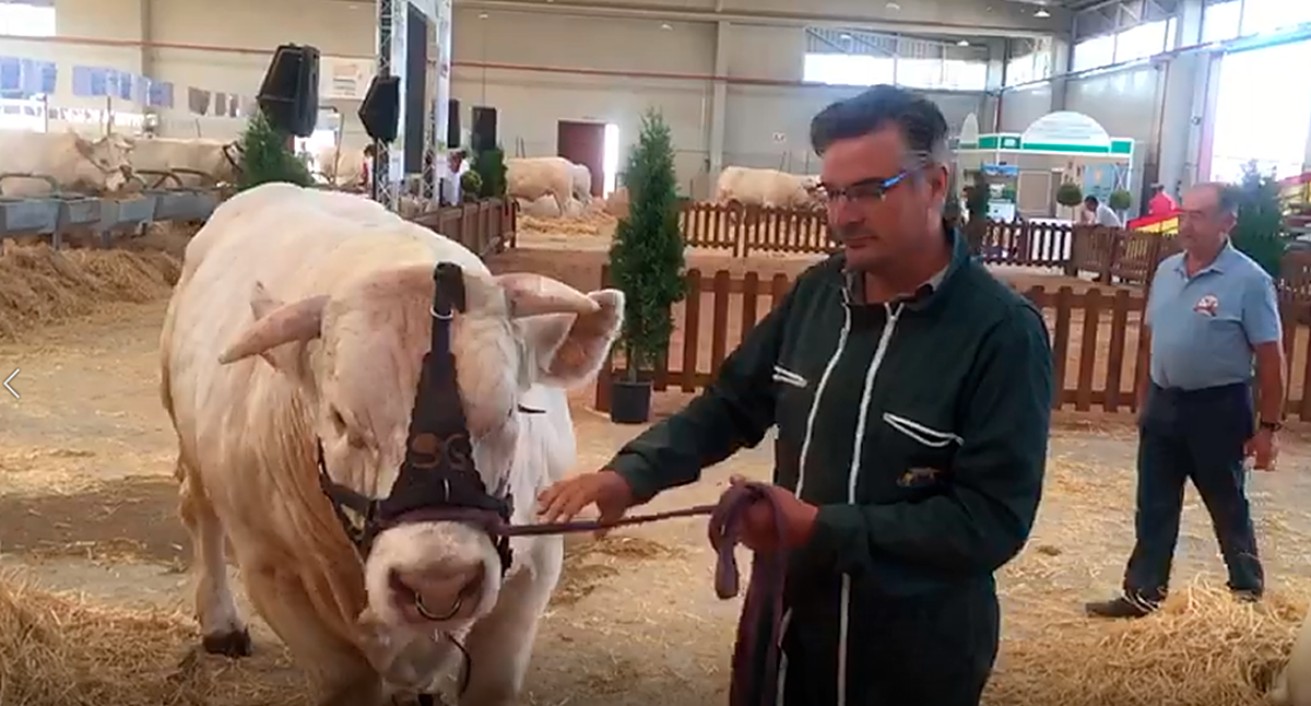 Unión de Criadores de Raza Charolesa, preocupados por la genética