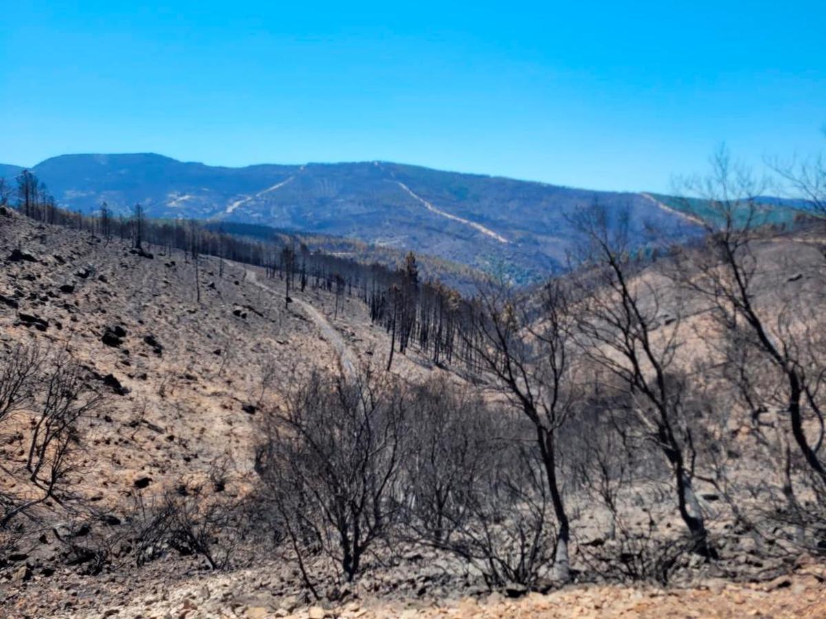 Terreno calcinado del incendio de Monsagro.