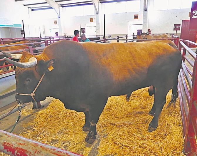 ‘Famoso’, el toro más destacado de la Raza Asturiana de los Valles que hay en la feria