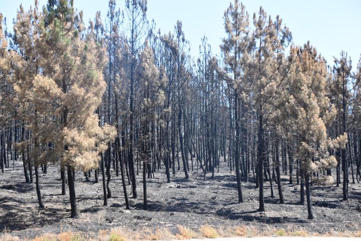 Pinar calcinado durante el incendio iniciado el pasado mes de julio en Monsagro.