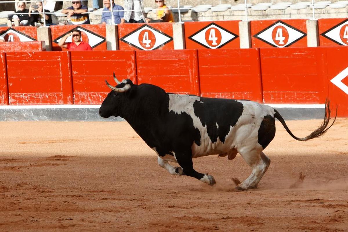 Un astado en una Plaza de Toros.