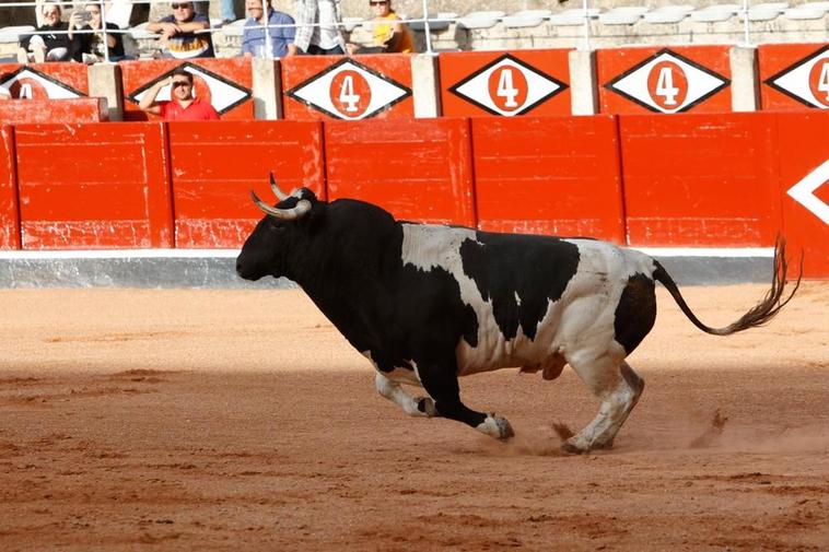 Un astado en una Plaza de Toros.