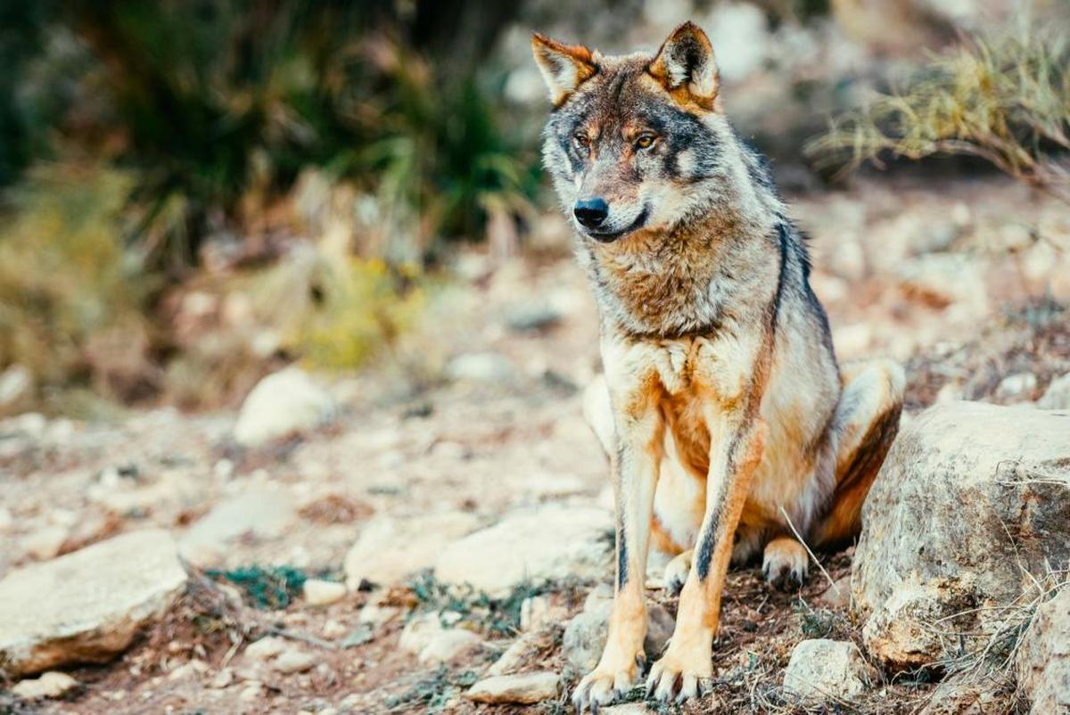 Ejemplar de lobo ibérico.