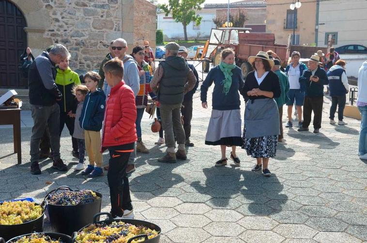 Un remolque llegó con las cestas de uvas recogidas a media mañana.