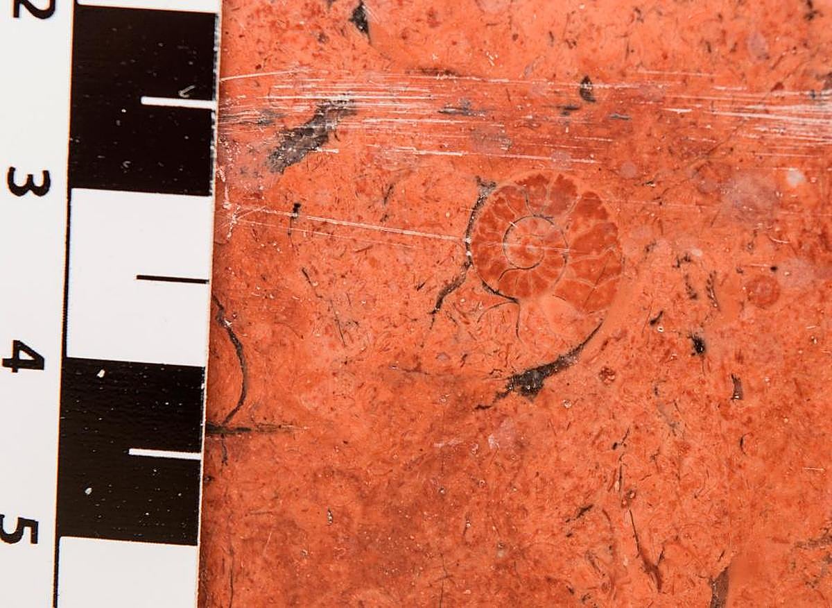 Ammonoideos en sección longitudinal, que puede verse en las paredes de la Facultad de Ciencias.