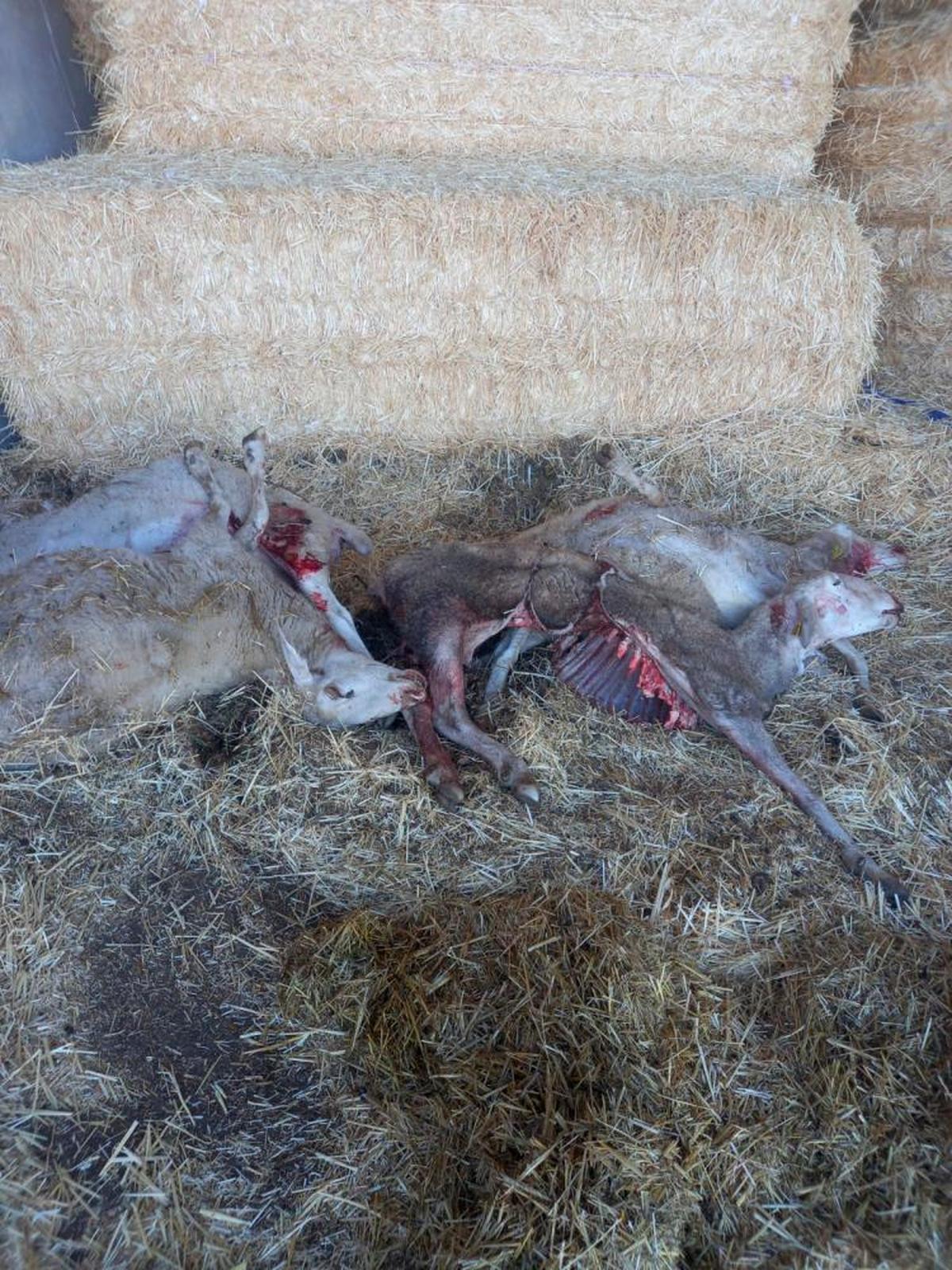 Ovejas muertas tras el ataque del lobo