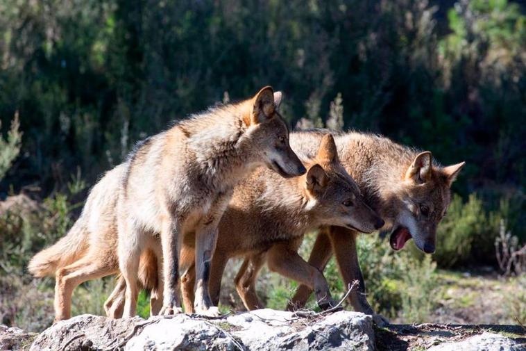 Una manada de lobos