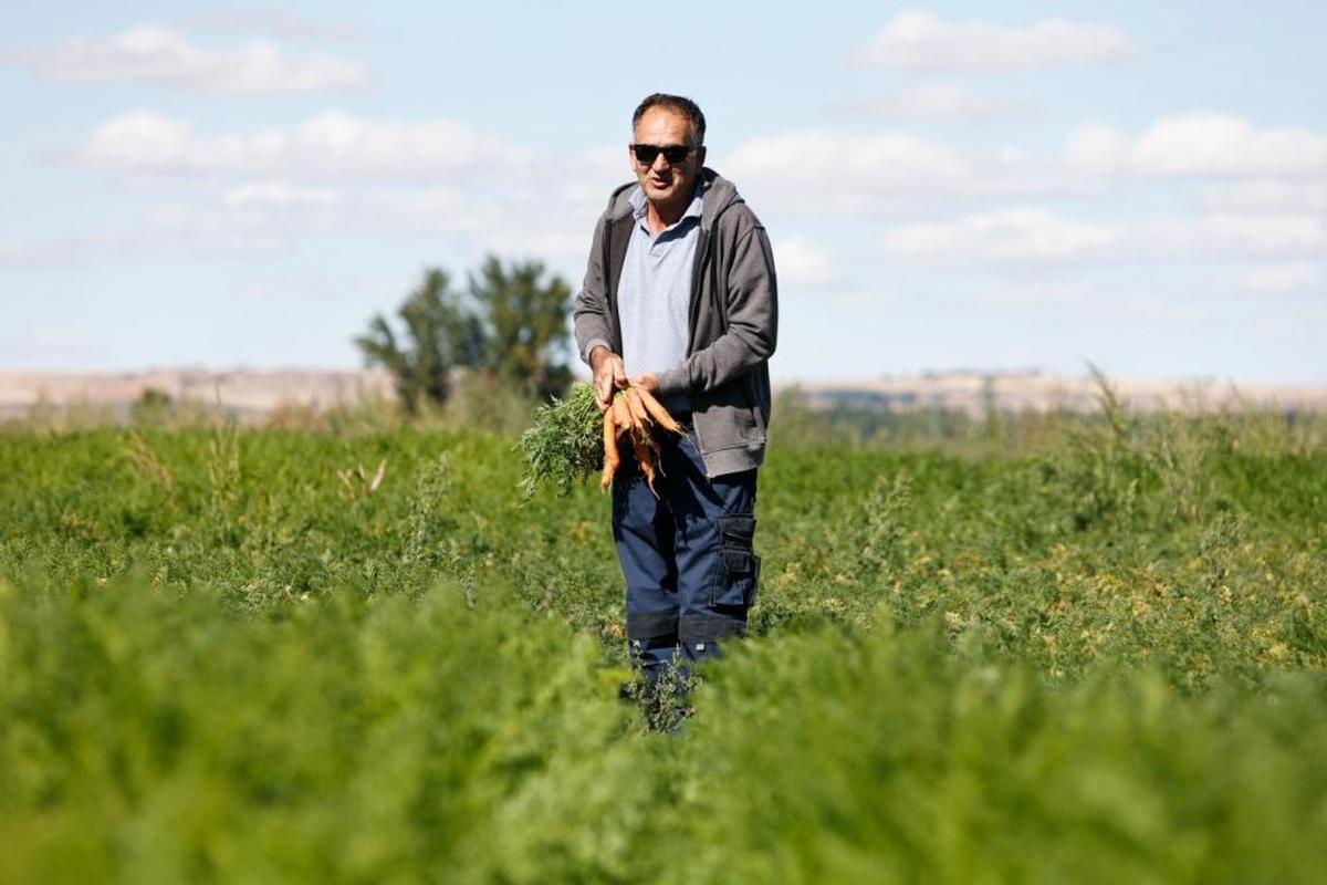 Amador González, en su parcela de zanahorias.