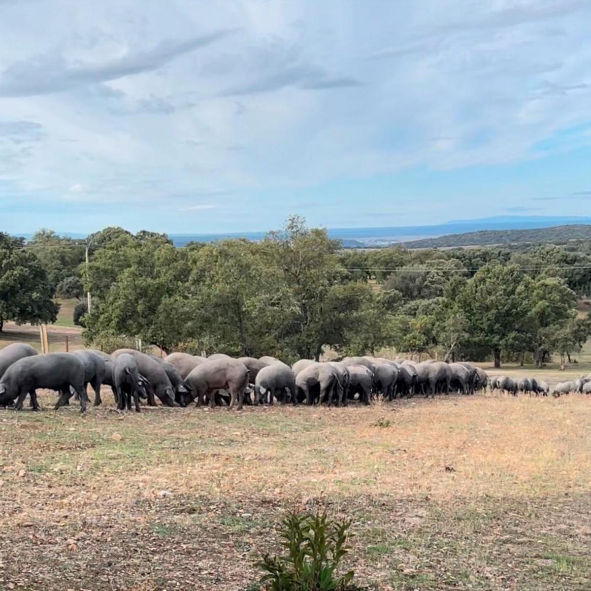 Muy poca bellota y aún menos cochinos en el inicio de la montanera | La  Gaceta de Salamanca