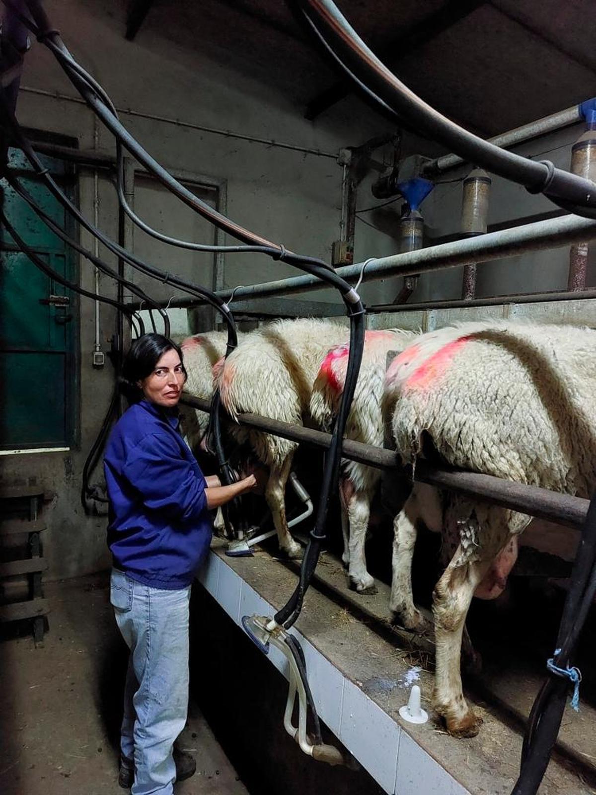 Maite Martín, en su explotación de ovejas de leche de Valderrodrigo. L.G.