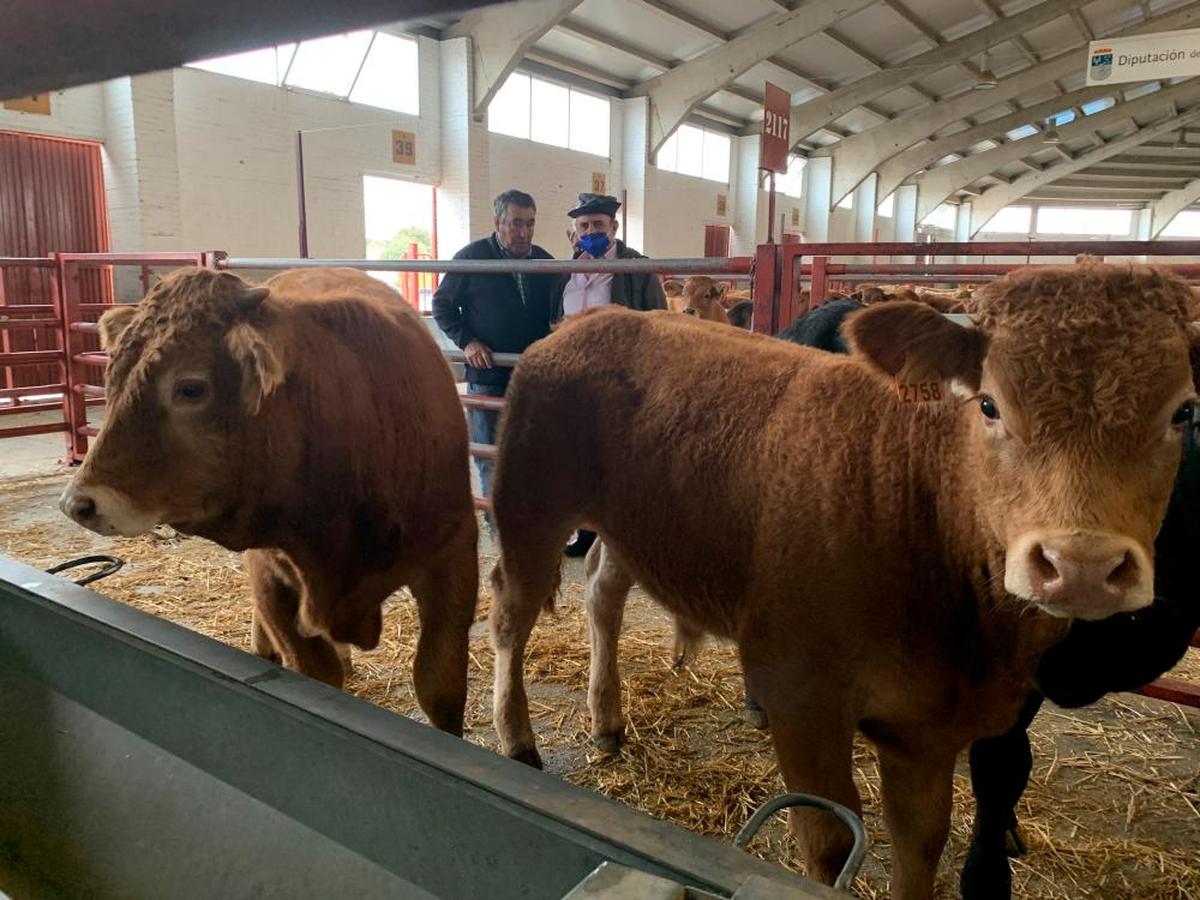 Dos tratantes observan unos terneros en el mercado de ganados del pasado lunes. L.G.