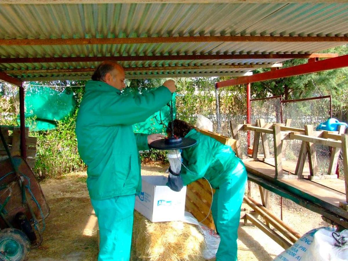 Colocación de una trampa para atrapar a los mosquitos responsables de la transmisión de la lengua azul.