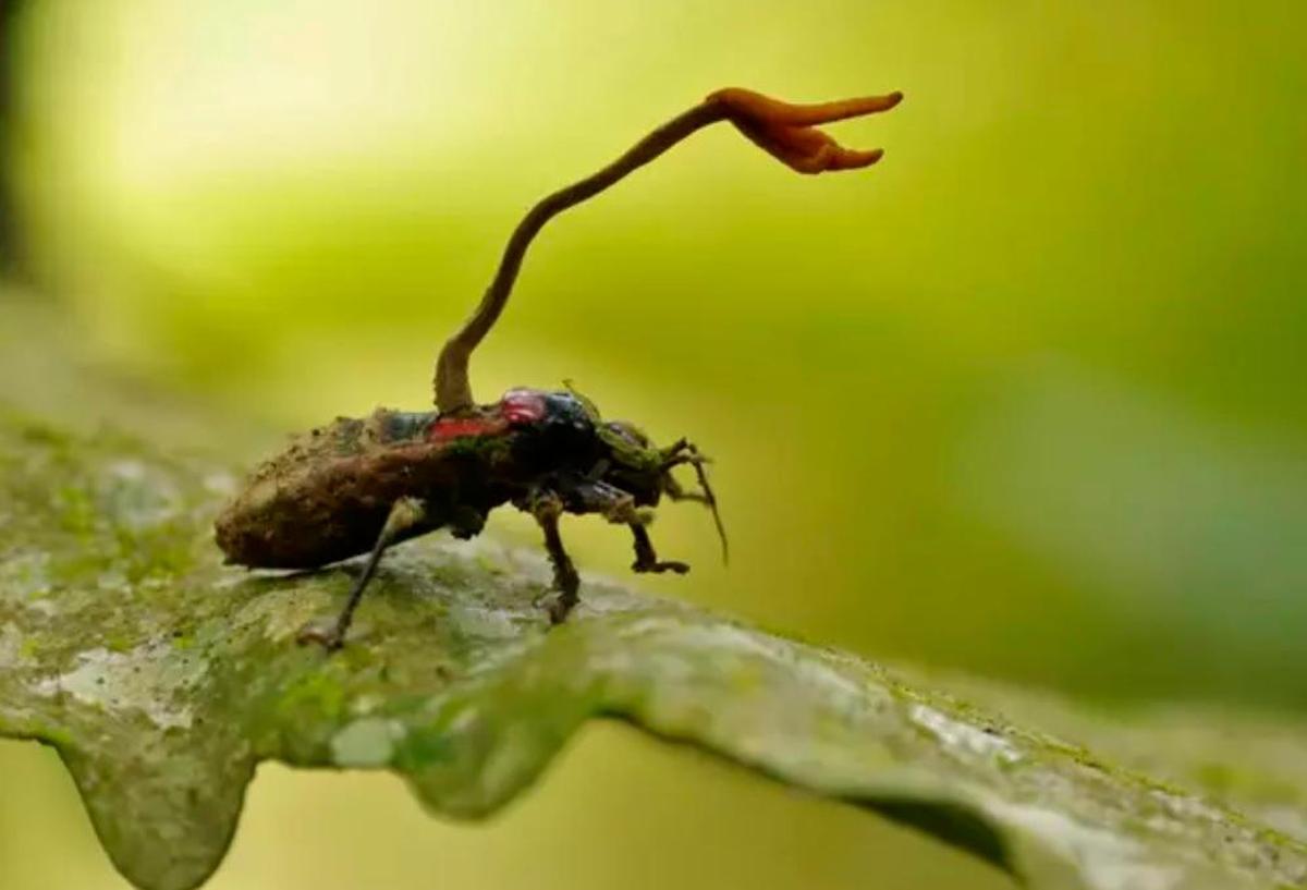 Hongo del género Cordyceps