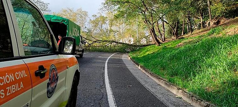 Arbol caído sobre la carretera en la trasera de la Finca Munoa en Barakaldo