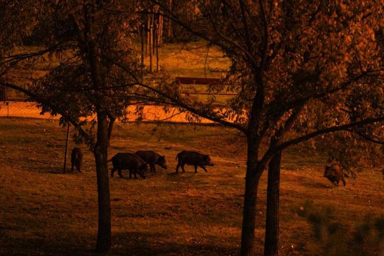 La manada de jabalíes recorre por la noche el parque de Huerta Otea.