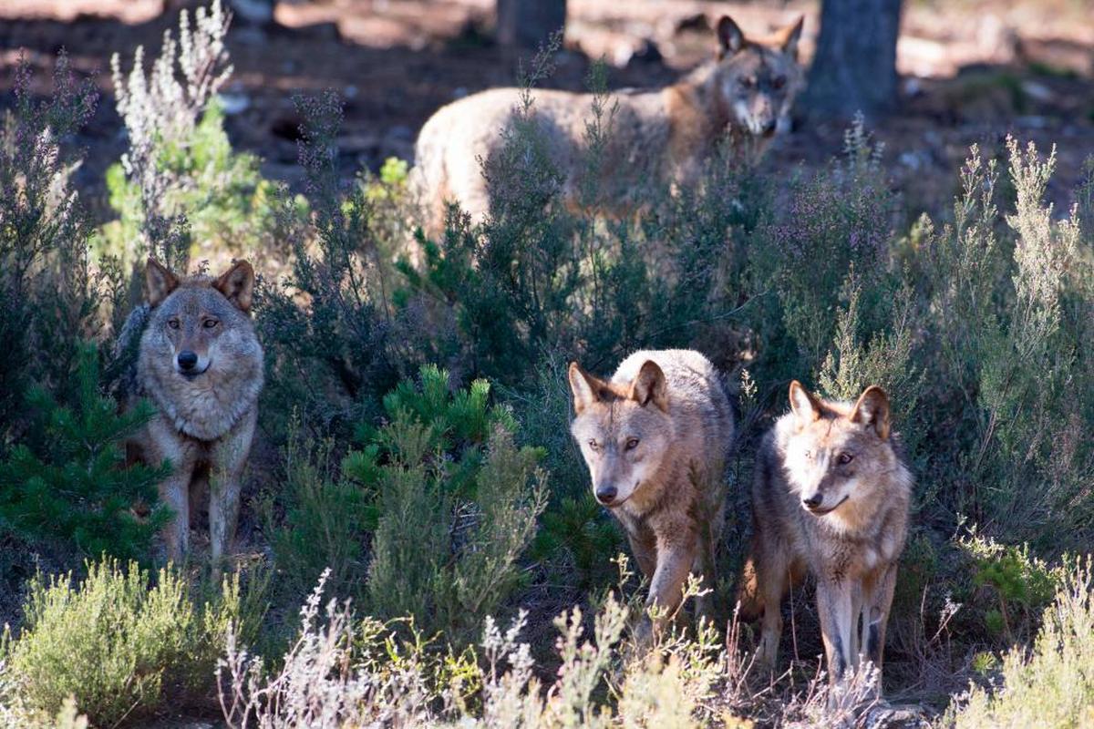 Lobos ibéricos. AGENCIAS