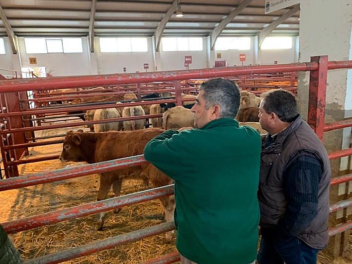 Imagen del mercado de ganados del pasado lunes, con 1.241 reses