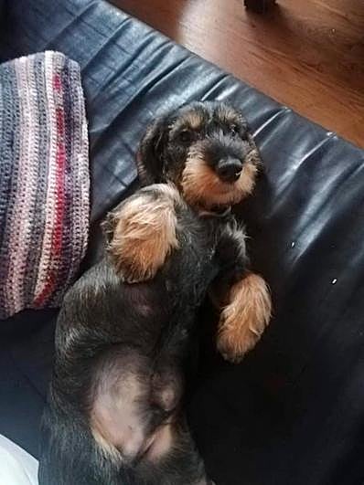 Así vive el perro de un cazador