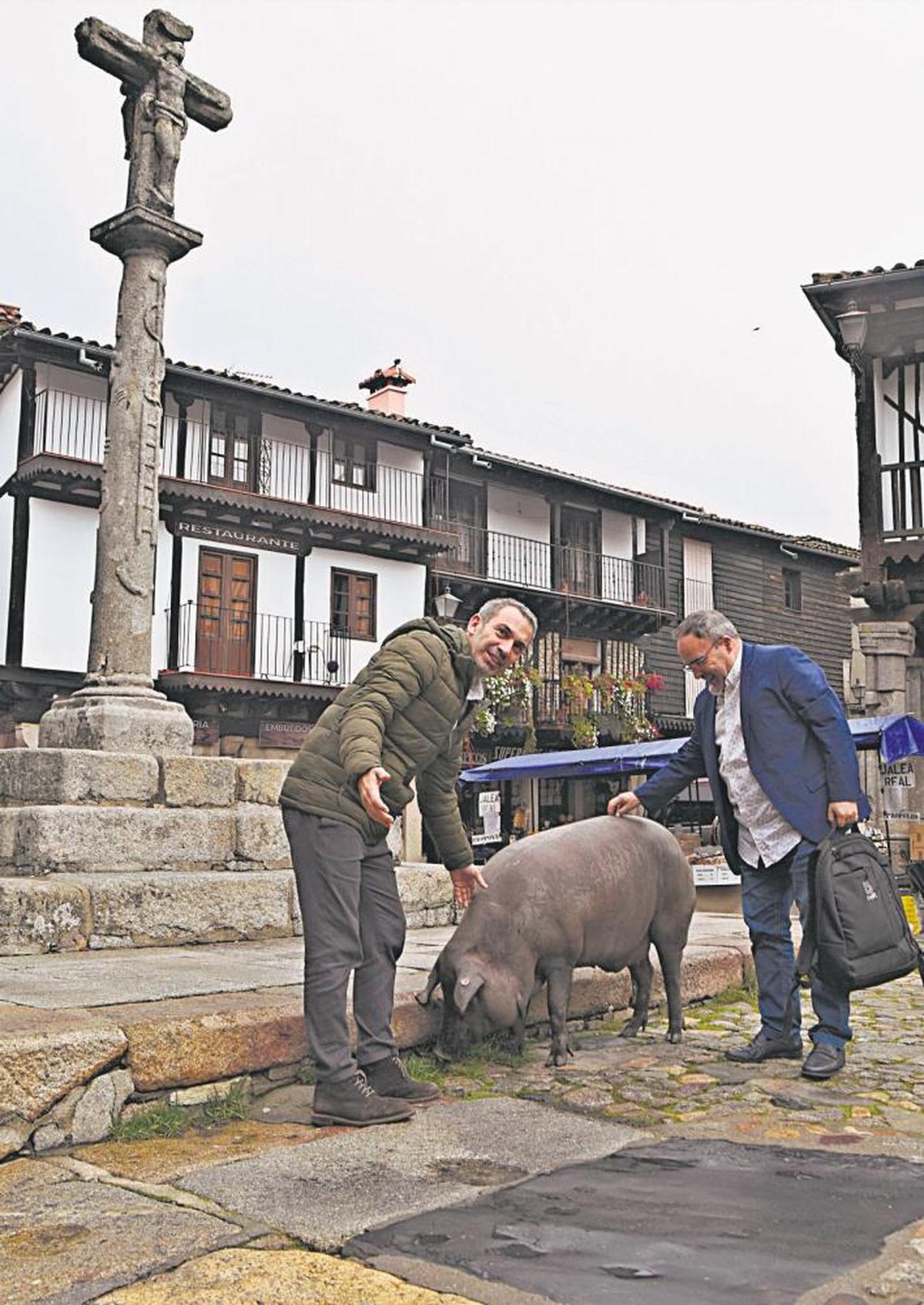 El “Marrano de San Antón” una de las tradiciones más arraigadas de la villa serrana