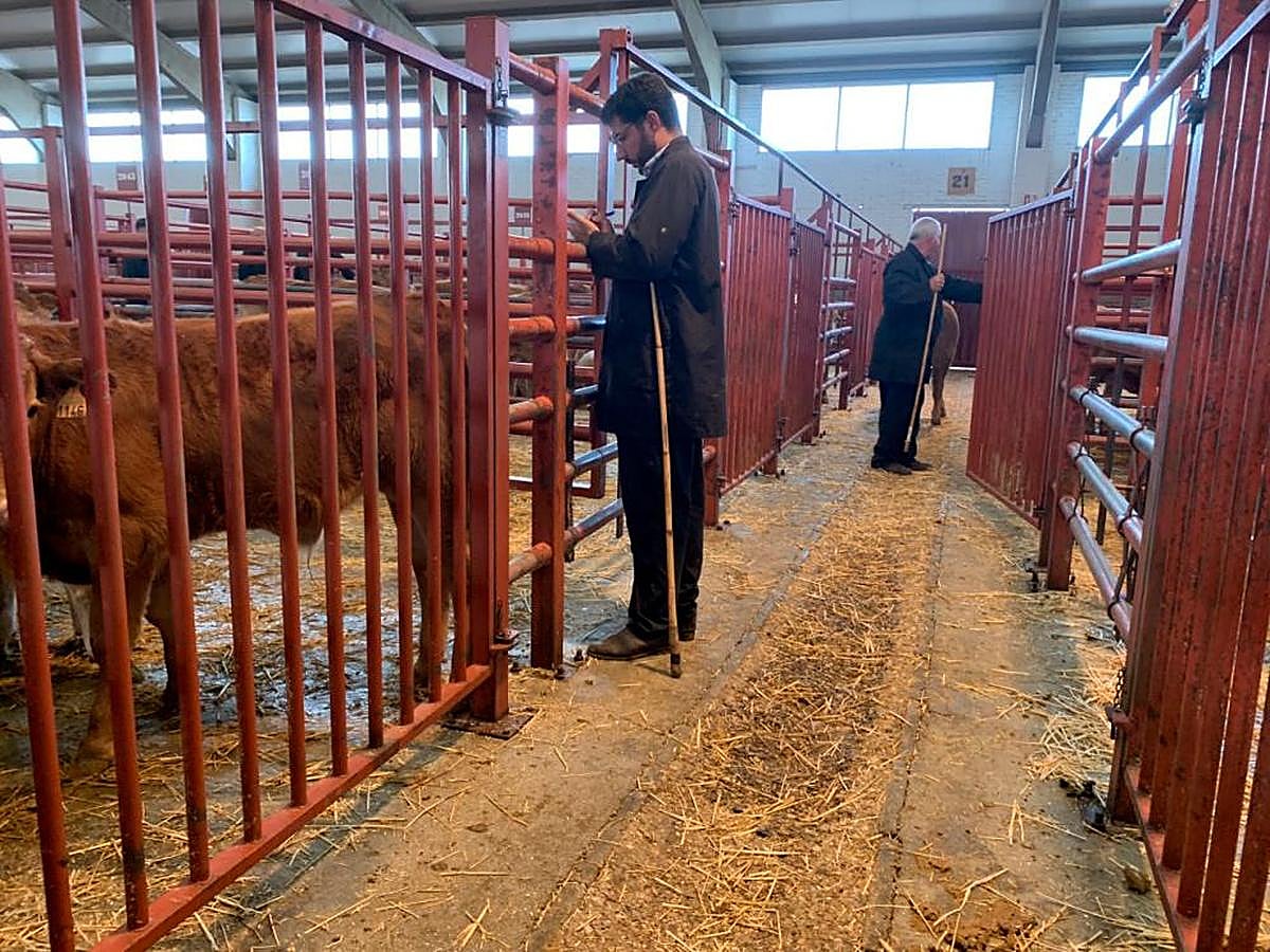 Tratantes, en uno de los pasillos de acceso a los corrales de terneros