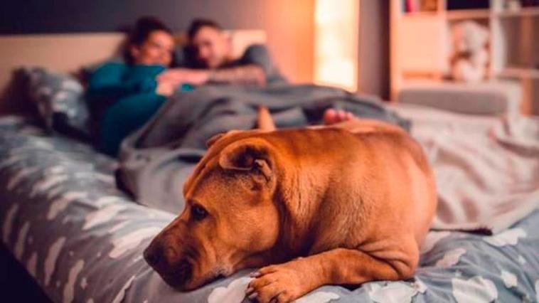 Pareja que duerme que comparte su cama con el perro.