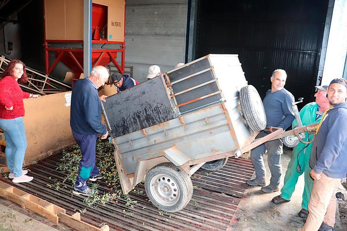 La almazara de Lagunilla cerrará la campaña en estos días