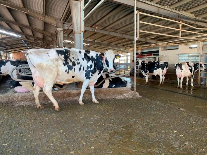 Vacas de la explotación de Esteban Alonso en la zona de los robots de ordeño.