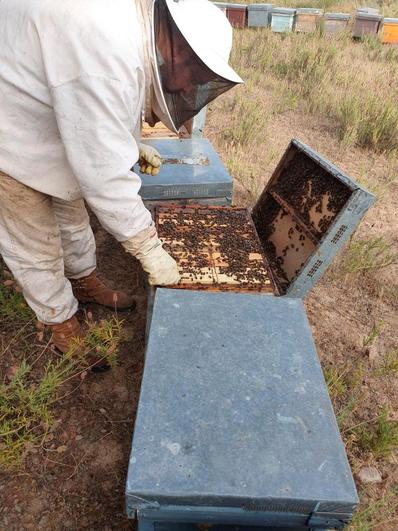 Los apicultores salmantinos recibirán ayudas por las dificultades de la invasión de Ucrania