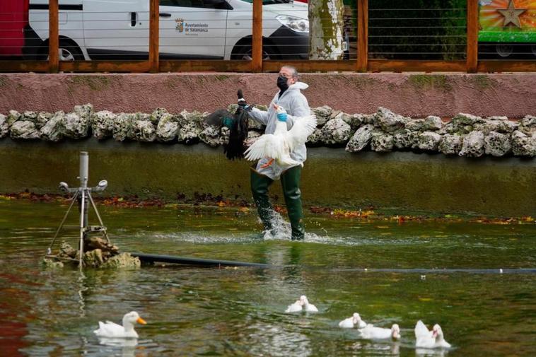 Un operario atrapa a dos de los patos del estanque de La Alamedilla