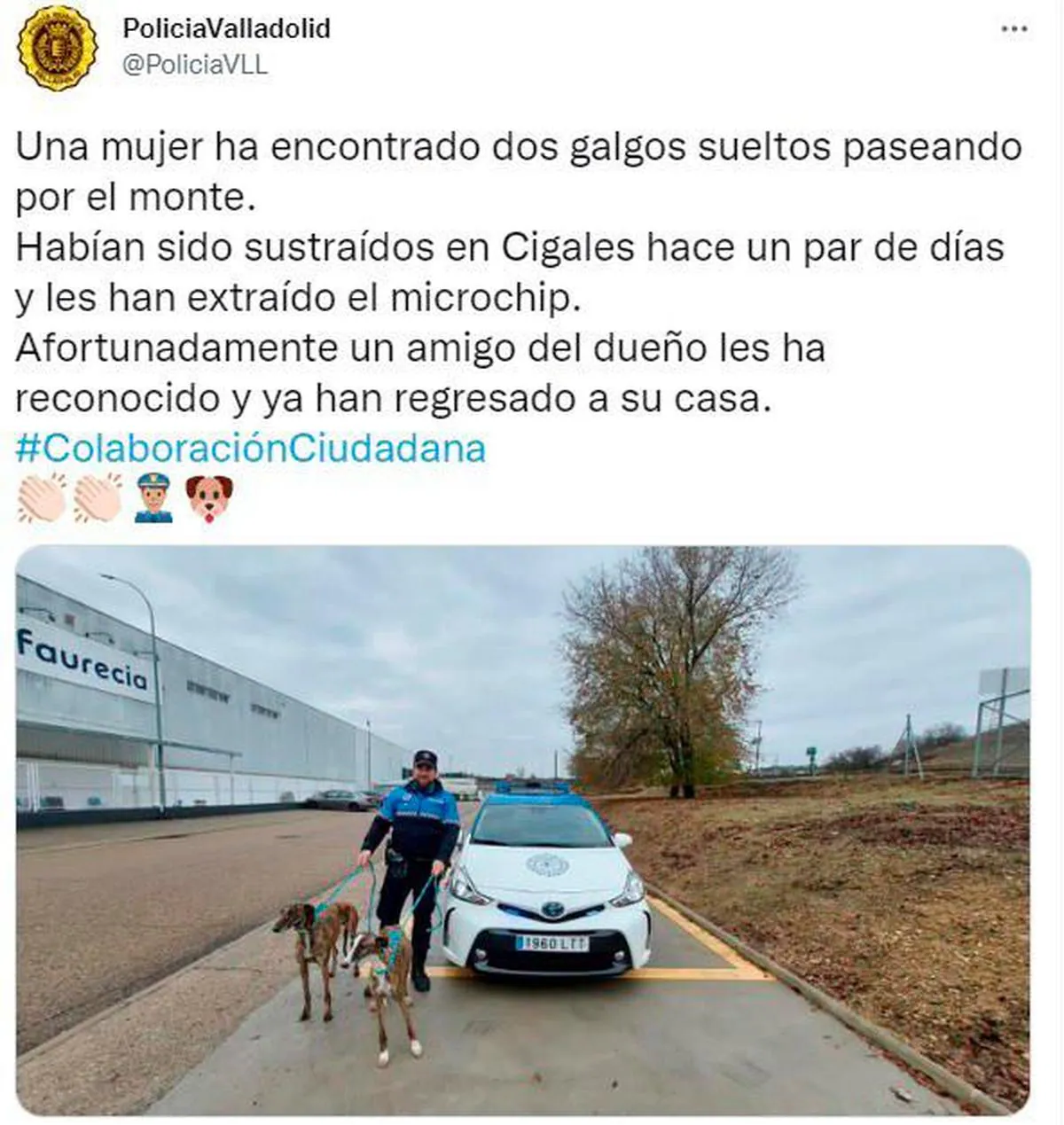 Los galgos recuperados con la Policía Municipal de Valladolid