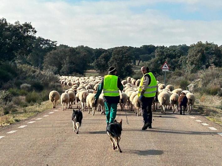 Ovejas por la carretera desde Sardón de los Frailes hacia El Manzano. L.G.