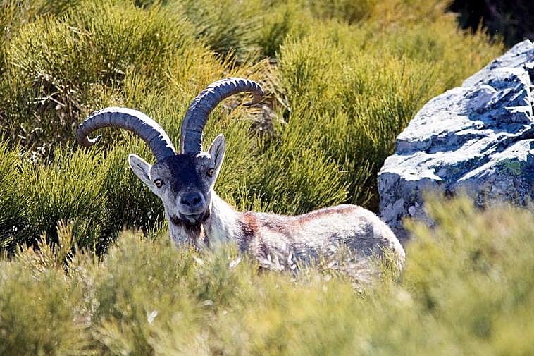 Un macho montés en la Reserva de Caza de Las Batuecas