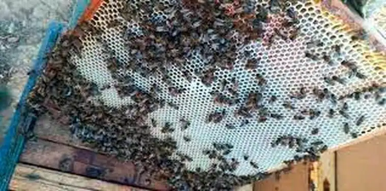 Los apicultores no encuentran salida para el 70% de la miel