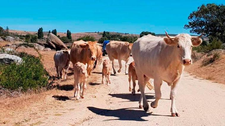 Nuevo ataque contra la carne de vacuno: en la lista negra de la UE