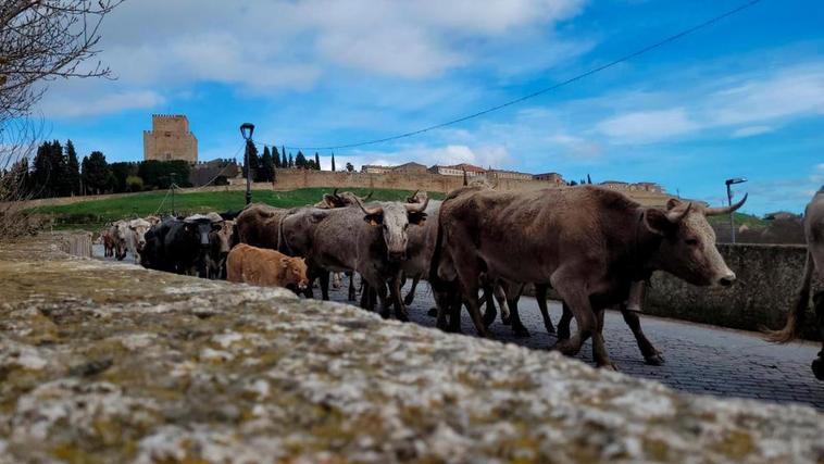 Las vacas de Manuel García cruzan el Puente Mayor. CASAMAR