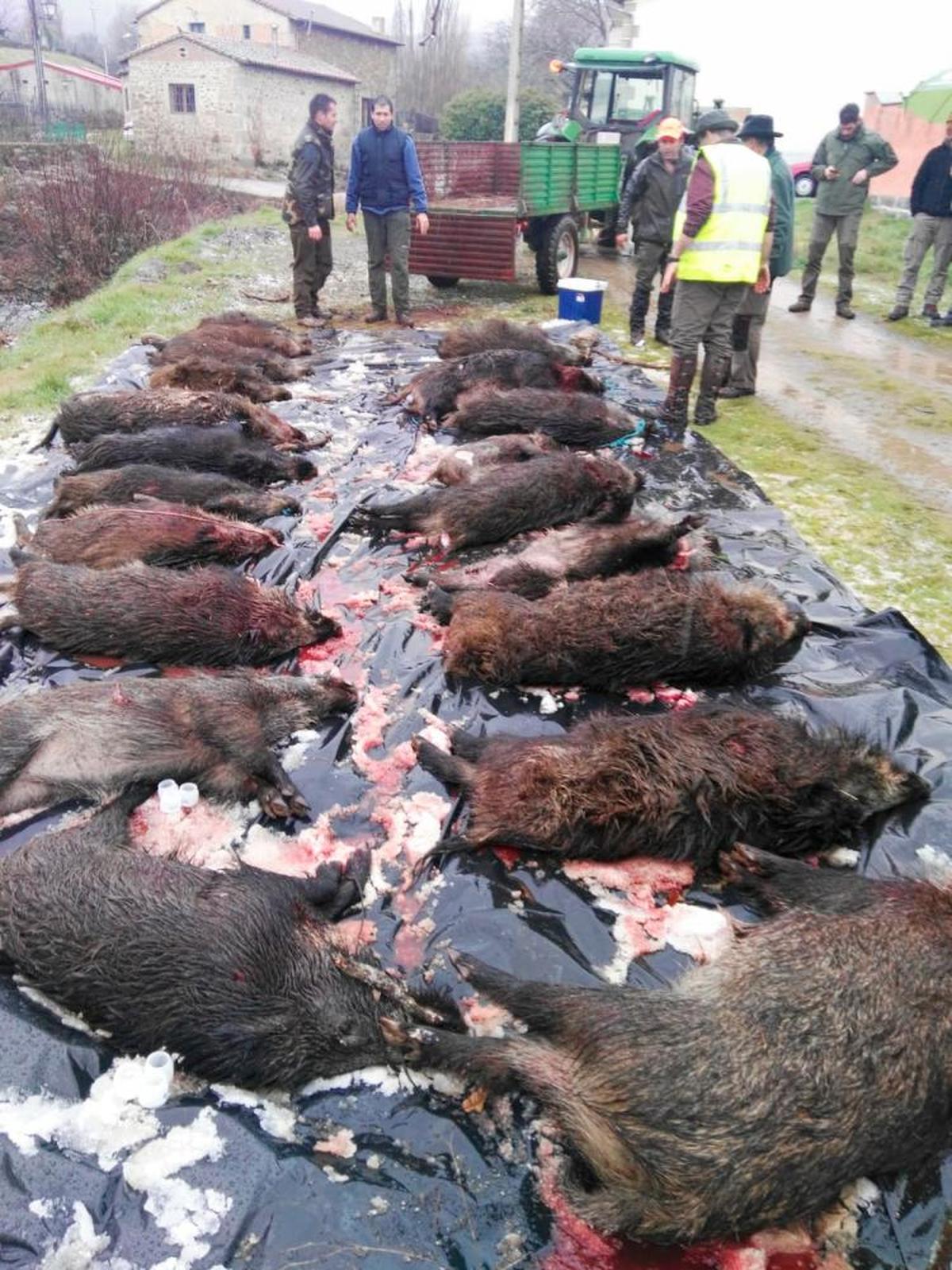 Imagen de ejemplares de jabalí abatidos por un grupo de cazadores en la zona de Béjar. JULIO RODRÍGUEZ