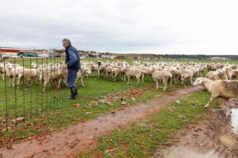 Un ganadero de Matilla de los Caños, con sus ovejas