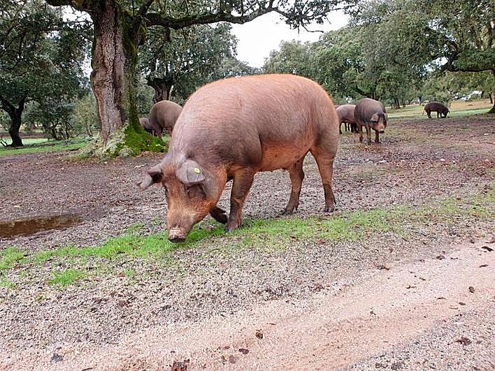Cerdos ibéricos en el campo