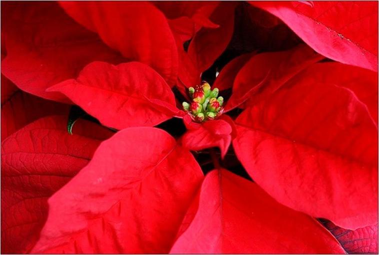 Una flor de Pascua.