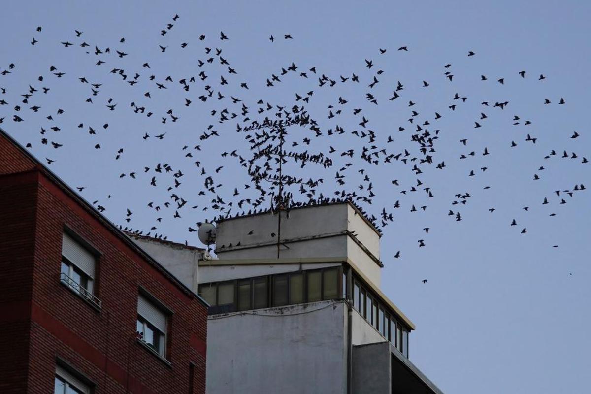 Bandada de estorninos en el entorno de Torres Villarroel