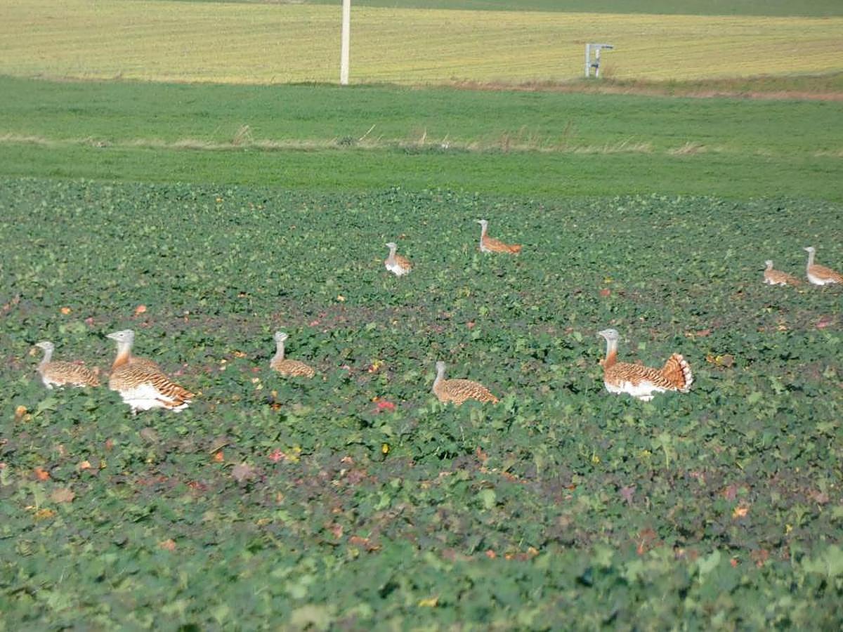Grupo de avutardas en una parcela de colza del término municipal de Cantalapiedra. J.H.
