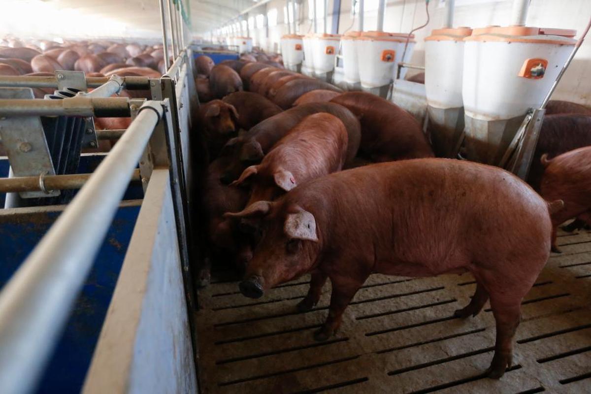 Cerdos en una explotación de porcino ibérico de Salamanca.