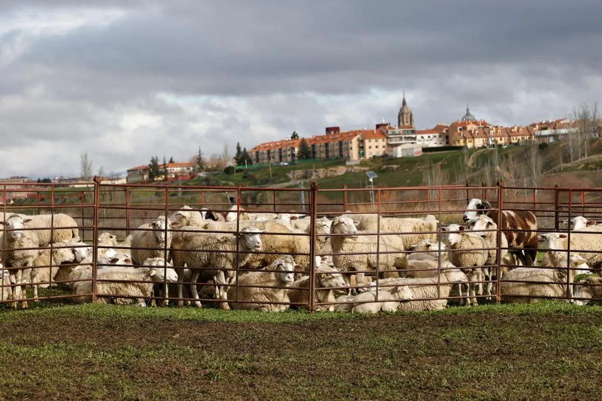 El rebaño de ovejas que se encarga de limpiar los terrenos de la orilla del arroyo del Zurguén.
