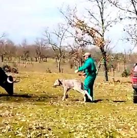 Juli Iglesias, vaquero de Tamames, cogiendo a un ternero