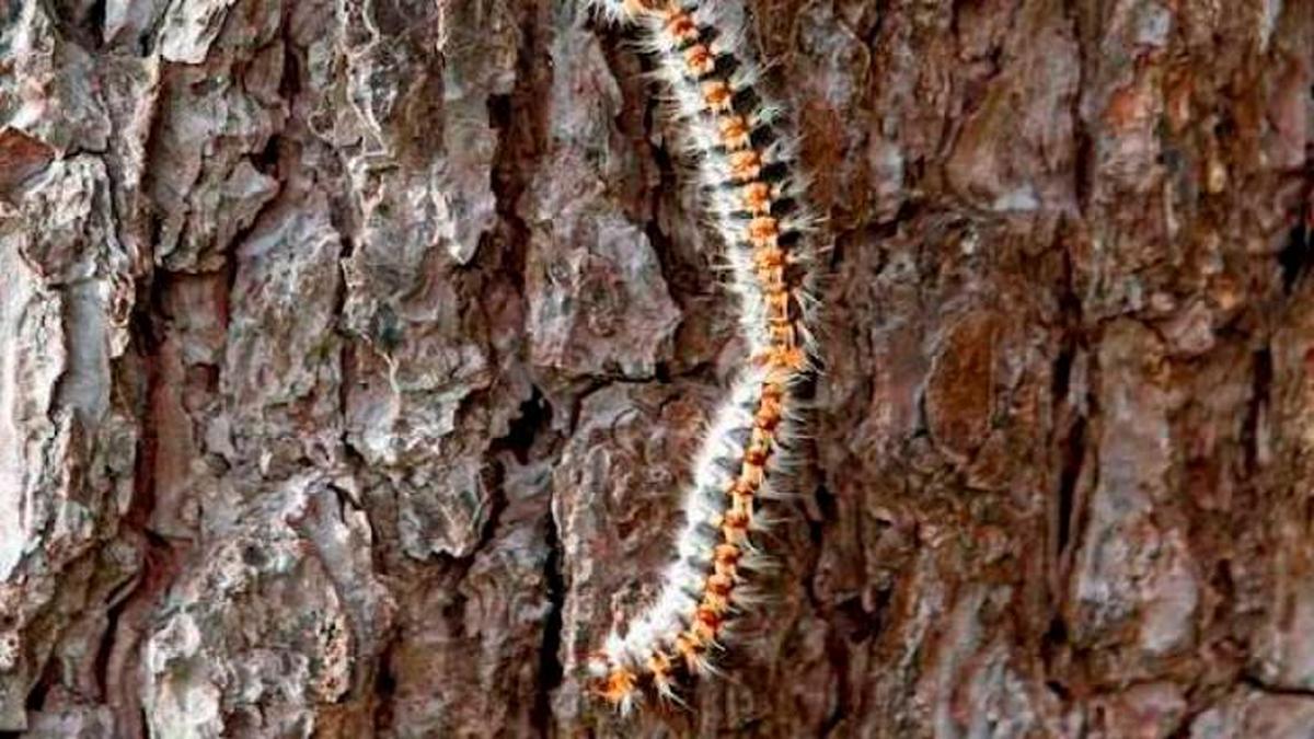 Orugas procesionarias en un árbol