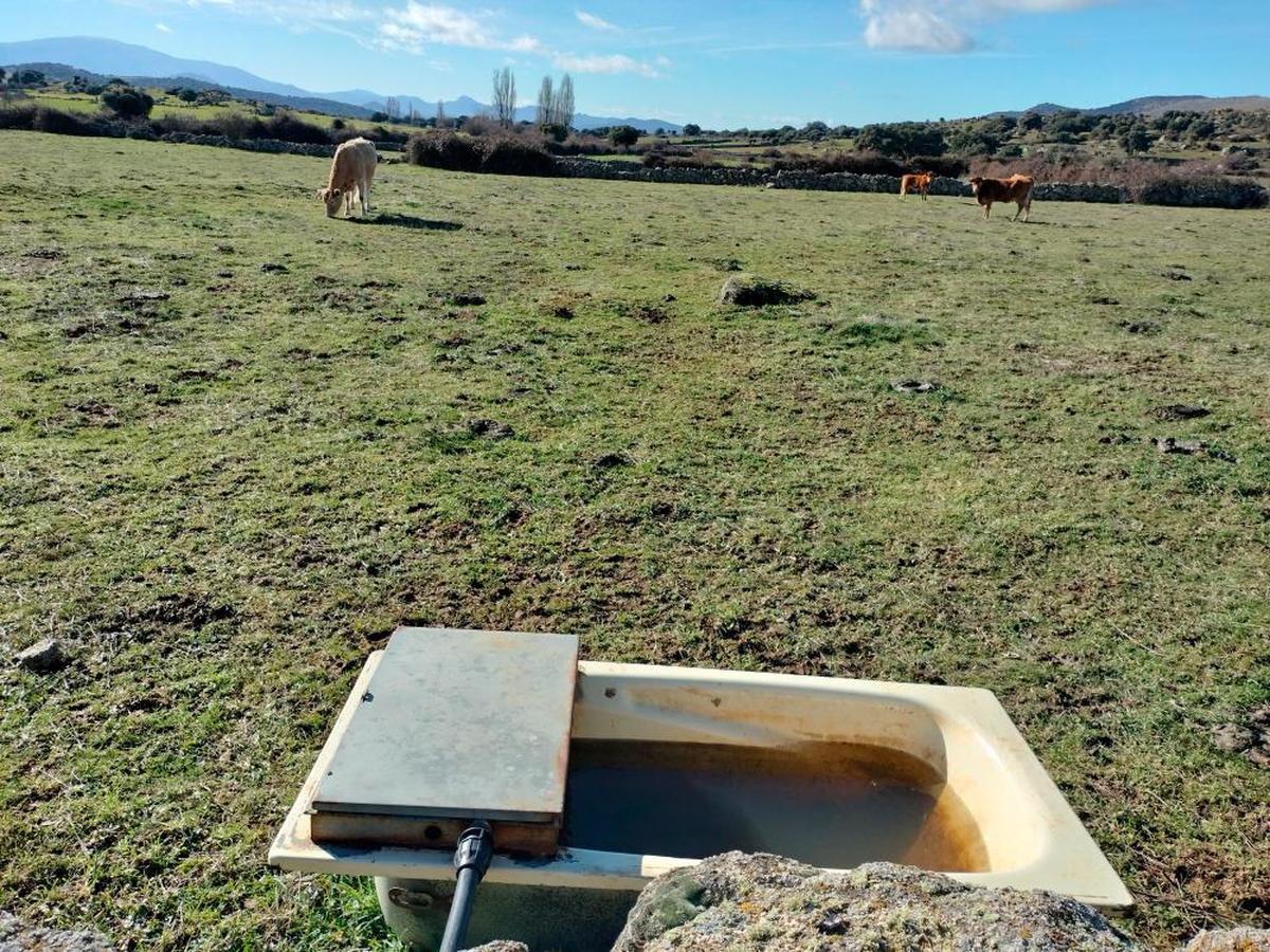 Explotación de vacuno extensivo.