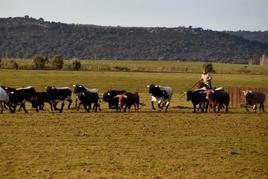 El encierro de los toros de Villanueva a su llegada a la dehesa de Casasola, en Ciudad Rodrigo. CASAMAR