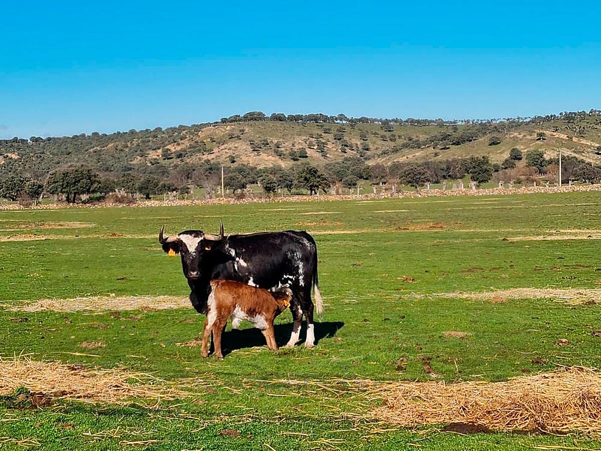 Una vaca amamanta su becerro antes de que pase a herrarse con la marca de Vega de Algodor.