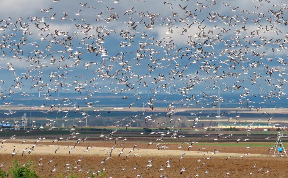 Un gran grupo de gaviotas sombrías y reidoras llegan al vertedero de Gomecello una mañana de invierno para alimentarse